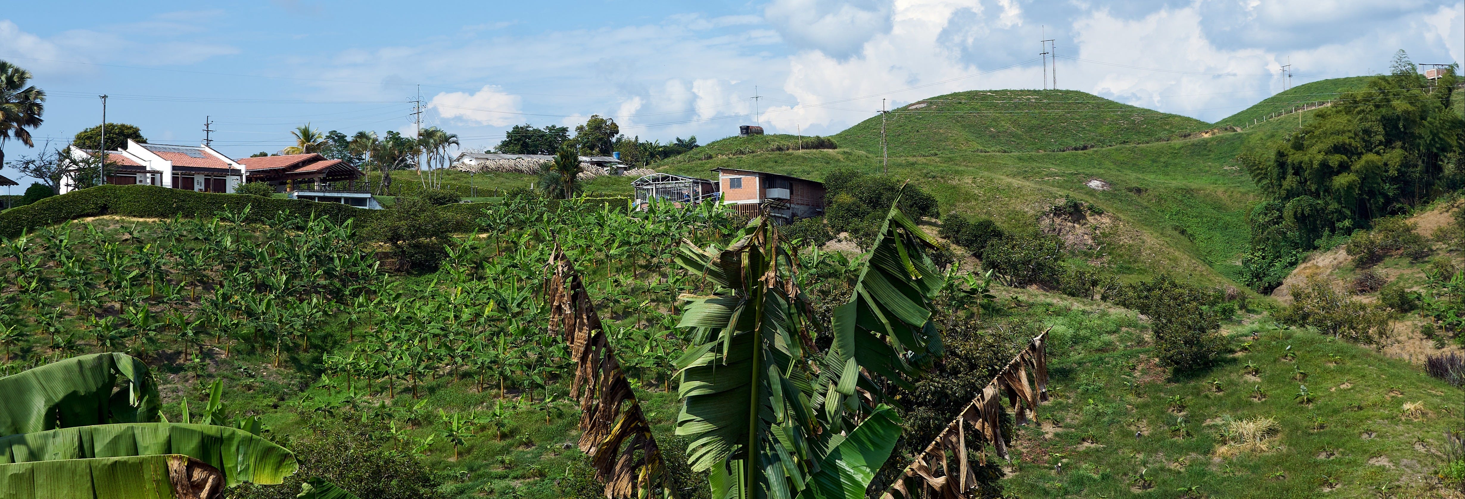 Pereira Tour & Banana Plantation Visit