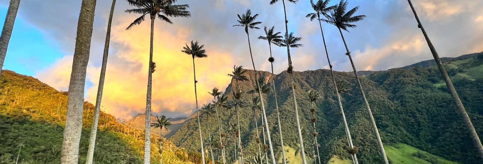 Trasporto fra Pereira o Armenia e la Valle del Cocora