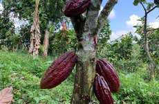 Visita a una finca de cacao