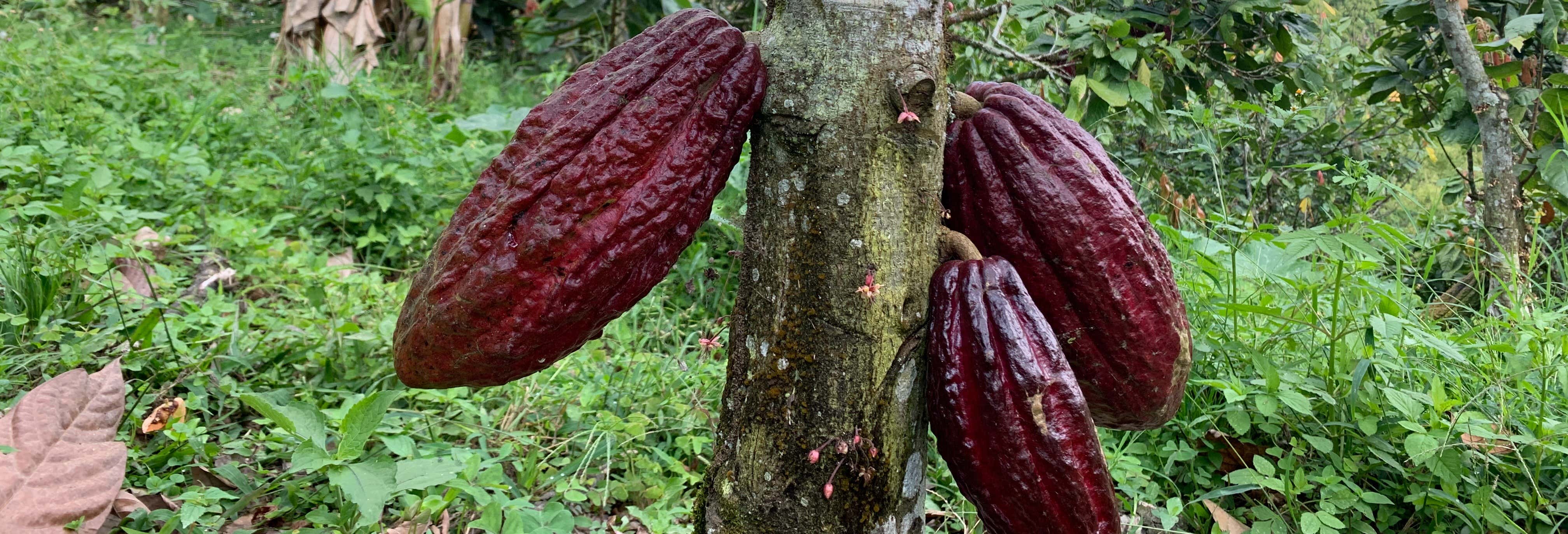 Tour del cacao nella tenuta El Turpial Feliz
