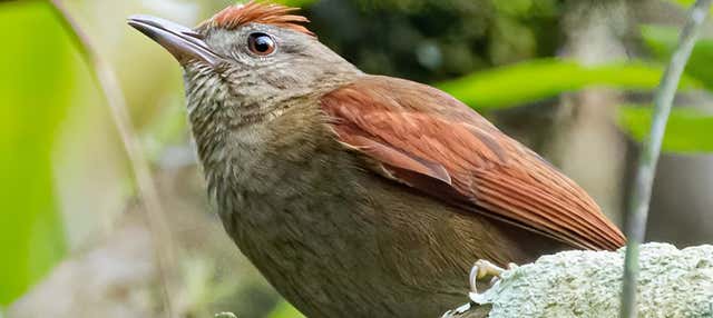 Birdwatching nella foresta andina