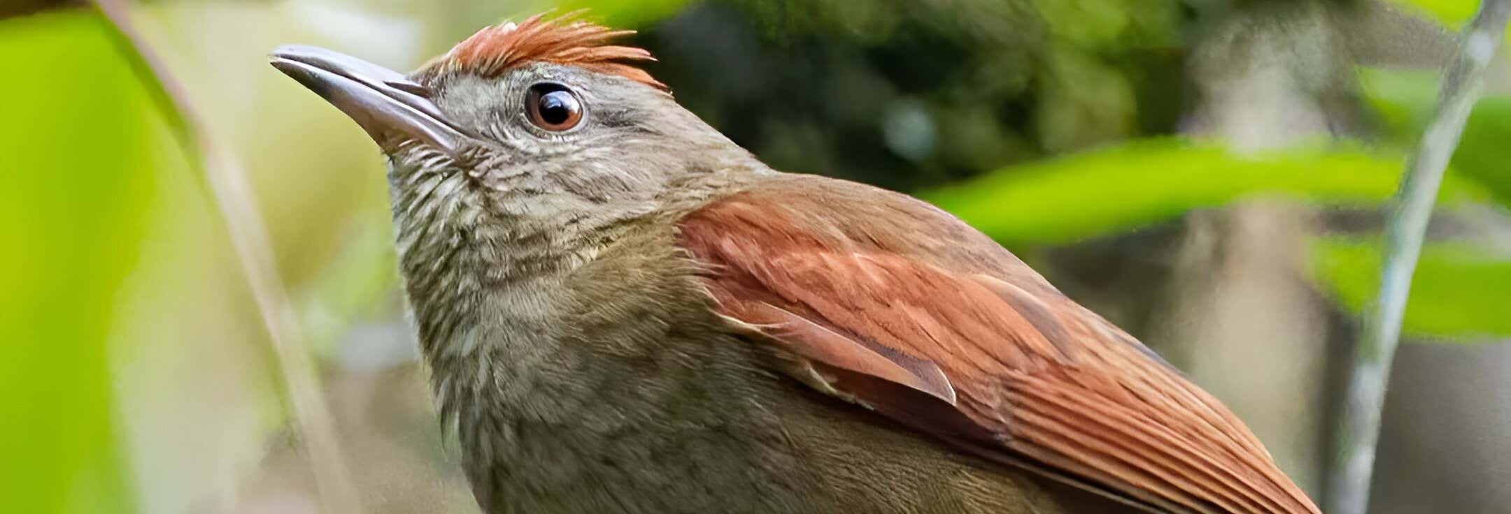 Birdwatching in the Andean Forest