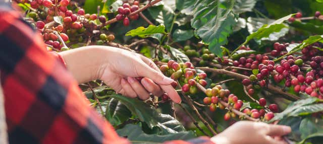 Visita di una tenuta di caffè