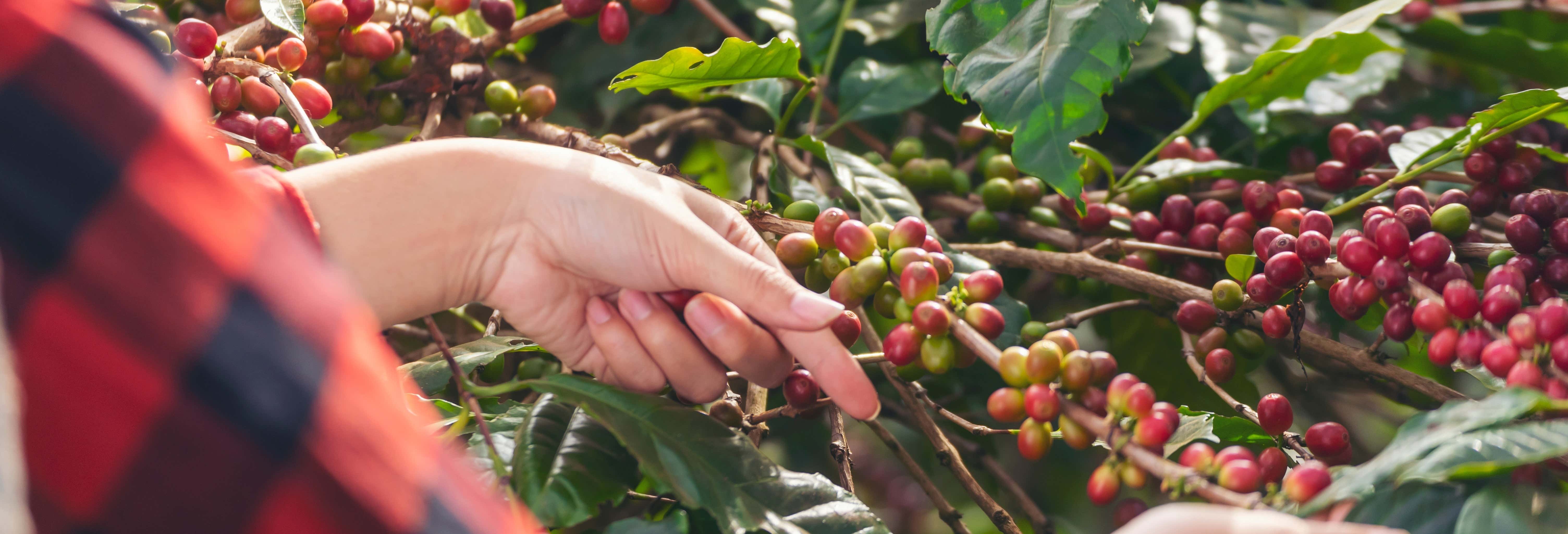 Tour of a Coffee Estate