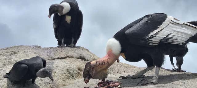 Avvistamento di condor a Puracé + Terme di San Juan