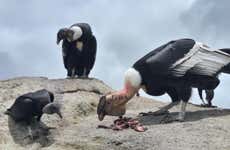 Condor Watching in Puracé + San Juan Hot Springs Tour