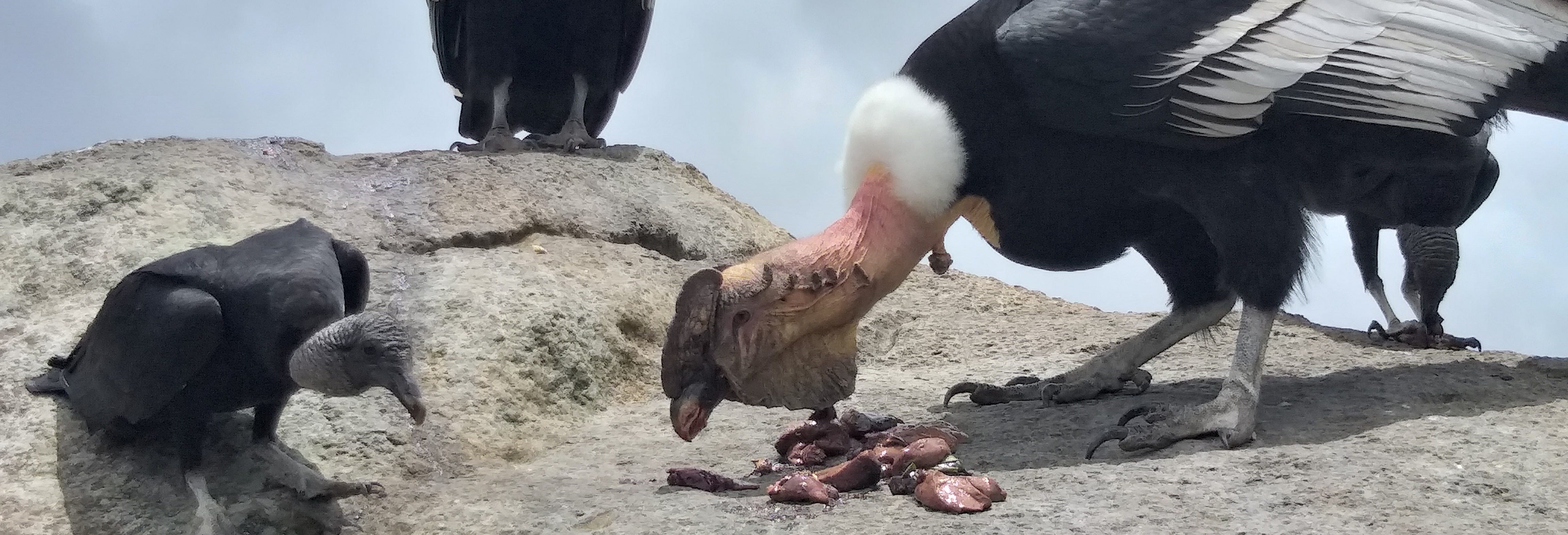 Condor Watching in Puracé + San Juan Hot Springs Tour