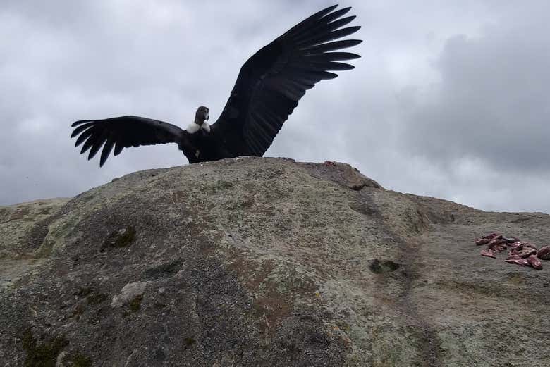 Spotting an Andean condor - Spotting an Andean condor