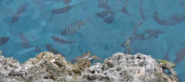 Snorkeling a Providencia