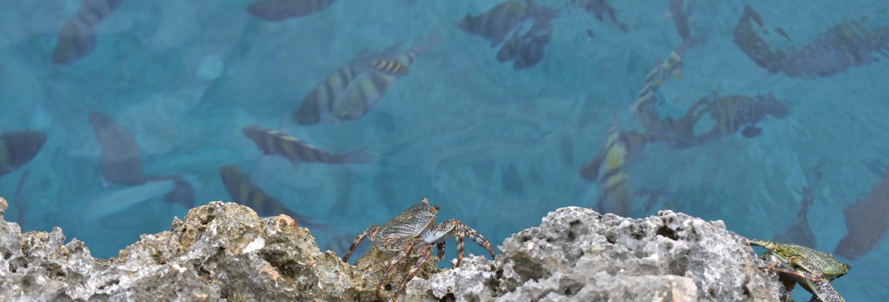 Providencia Snorkelling Tour