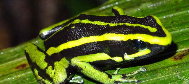 Trekking serale nella Foresta Amazzonica