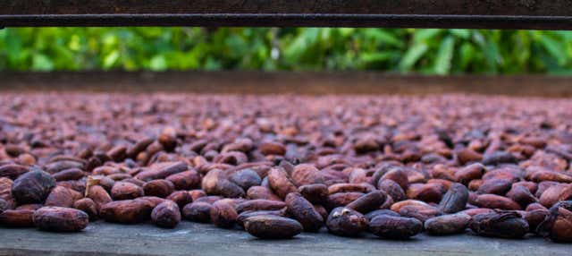 Tour del cacao nella tenuta di El Argel