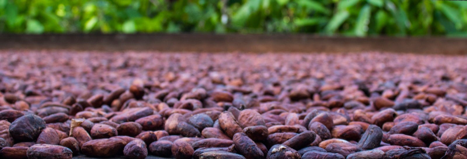 Finca El Argel Cacao Tour