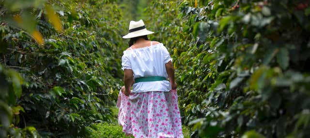 Tour del caffè alla tenuta Casa Vieja