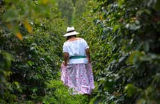 Tour del café por la finca Casa Vieja
