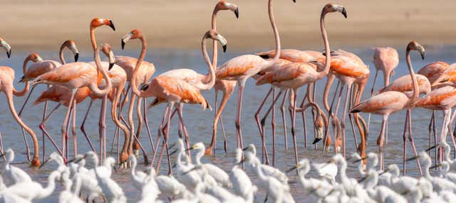 Tour di 2 giorni a Manaure e al Santuario Los Flamencos