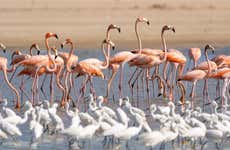 Manaure+ Los Flamencos Sanctuary 2-day Tour