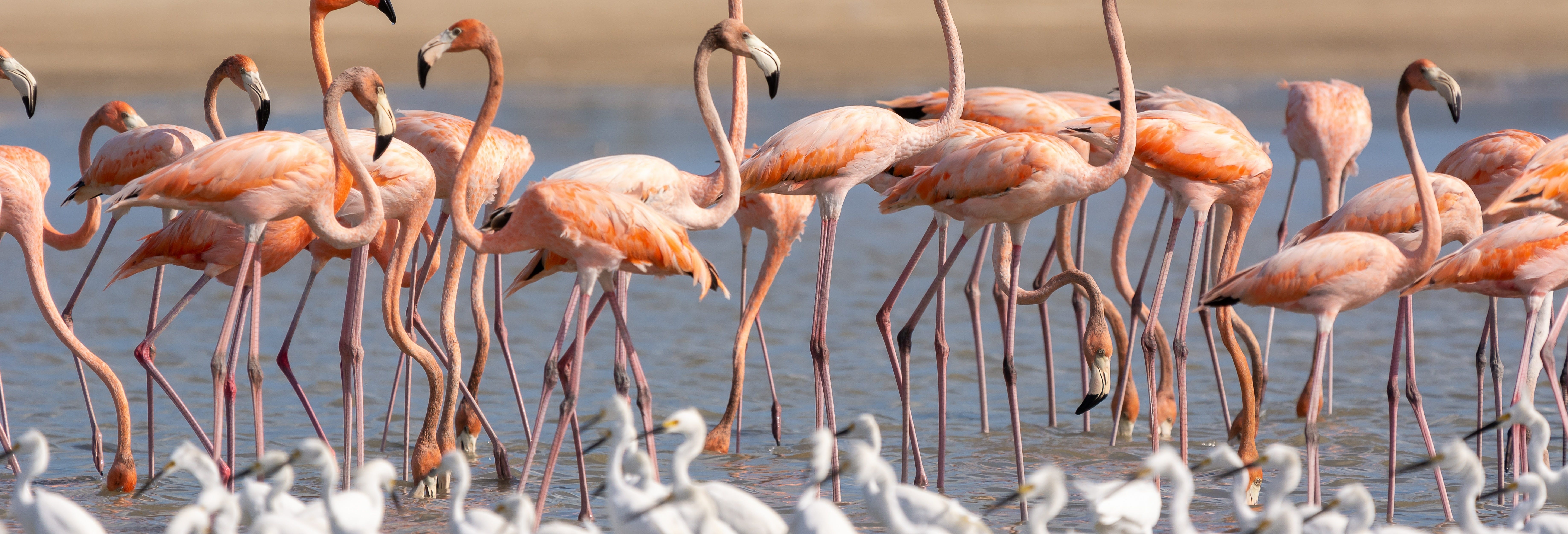 Manaure+ Los Flamencos Sanctuary 2-day Tour