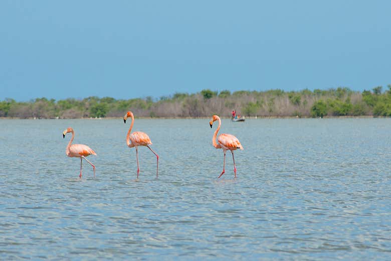 Excurs o s Salinas De Manaure E Ao Santu rio De Fauna E Flora Los excurs-o-s-salinas-de-manaure-e-ao-santu-rio-de-fauna-e-flora-los
