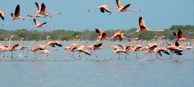 Escursione alle saline di Manaure e al santuario Los Flamencos