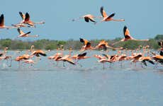 Manaure Salt Flats & Los Flamencos Flora and Fauna Sanctuary Day Trip