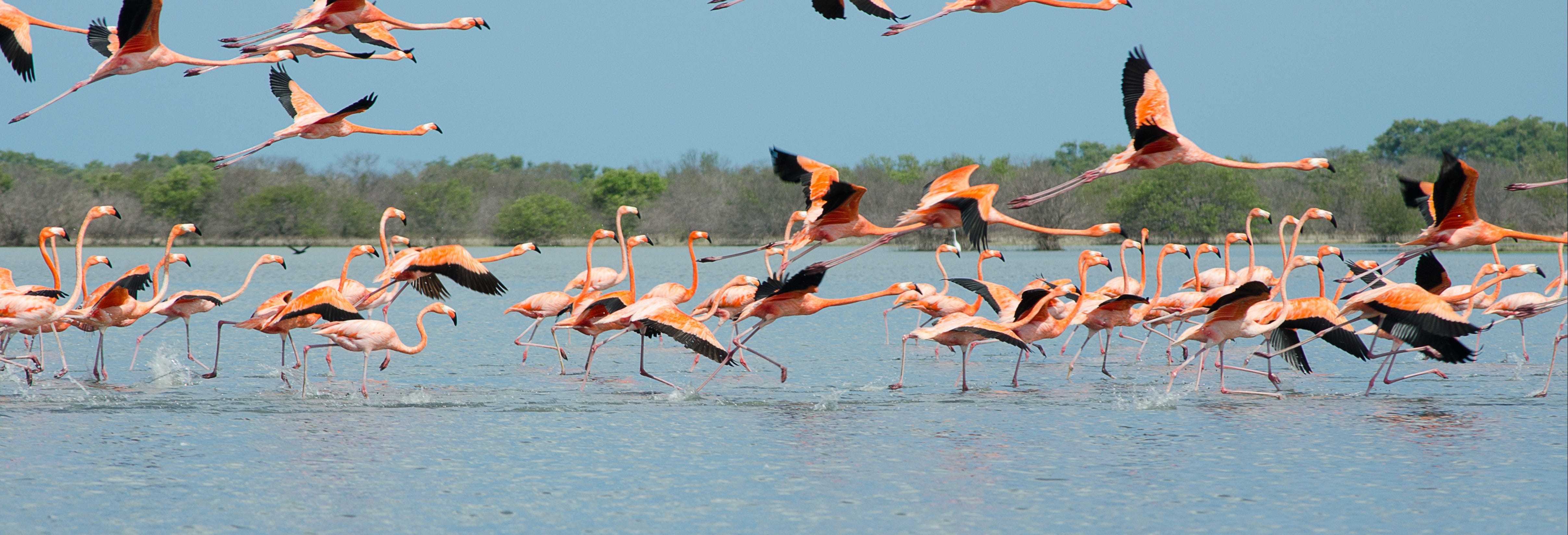 Manaure Salt Flats & Los Flamencos Flora and Fauna Sanctuary Day Trip