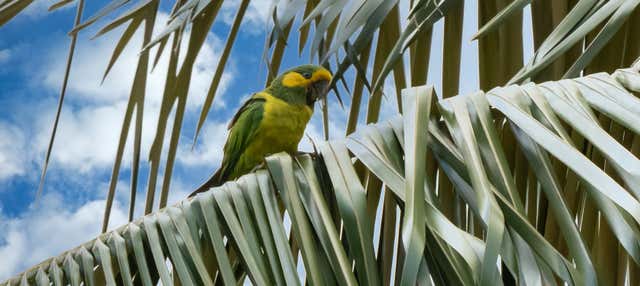 Birdwatching al santuario delle palme da cera