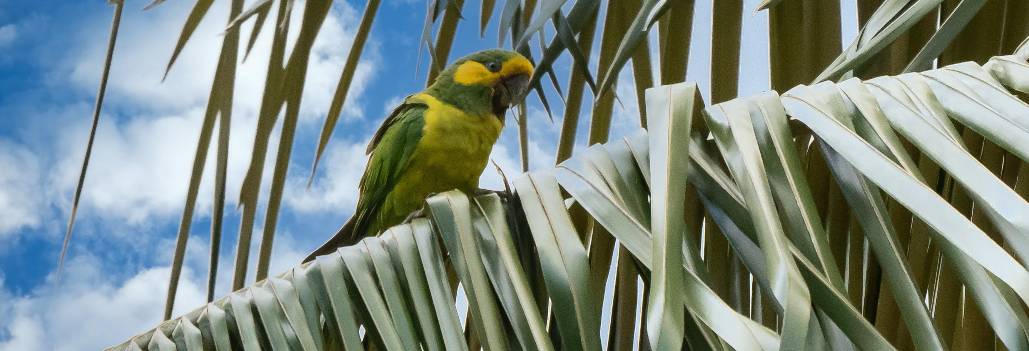 Bird-Watching in the Palmas de Cera Sanctuary