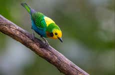 Birdwatching in Santa Rita Natural Reserve