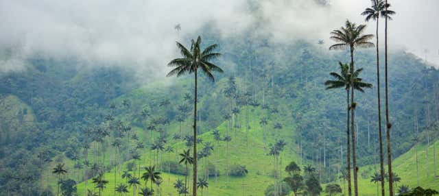 Escursione alla Valle de Cocora + Visita alla piantagione di caffè Entrebosques
