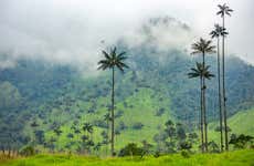 Cocora Valley Day Trip + Coffee Farm Visit