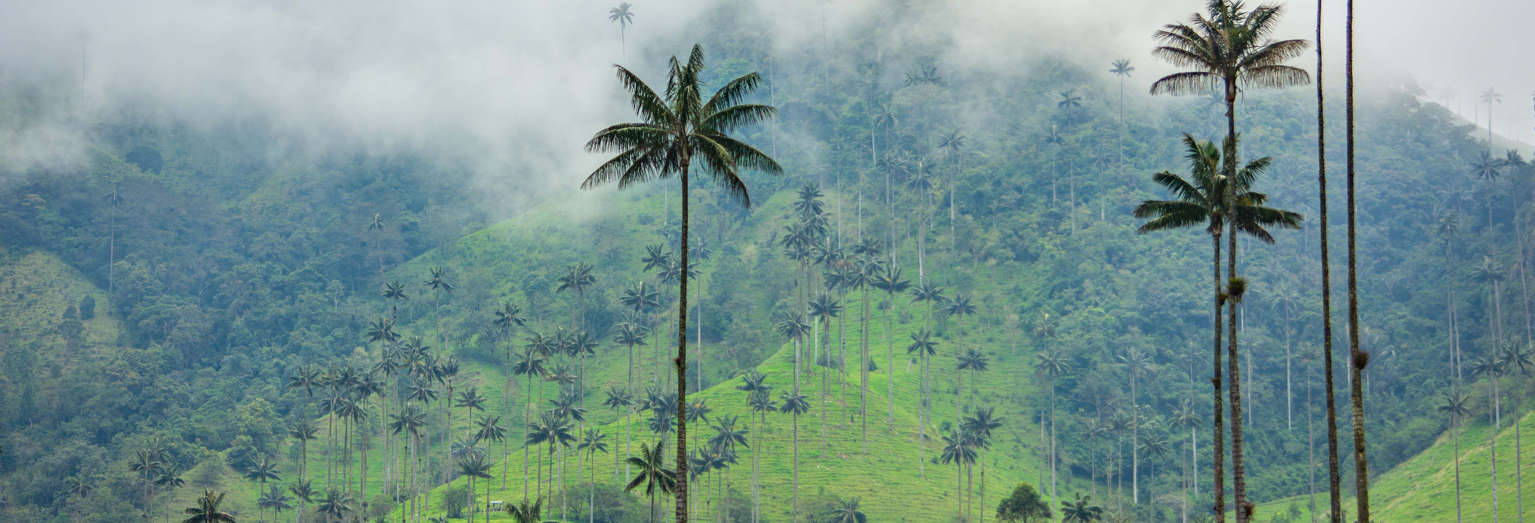 Escursione alla Valle de Cocora + Visita alla piantagione di caffè Entrebosques