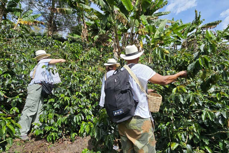 Cocora Valley Day Trip + Coffee Farm Visit