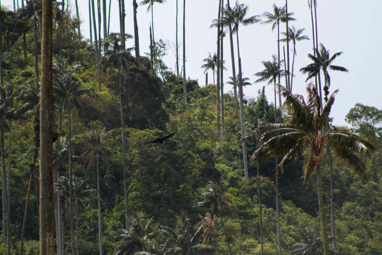 Entra en contacto con la naturaleza; su flora y fauna - Entra en contacto con la naturaleza; su flora y fauna