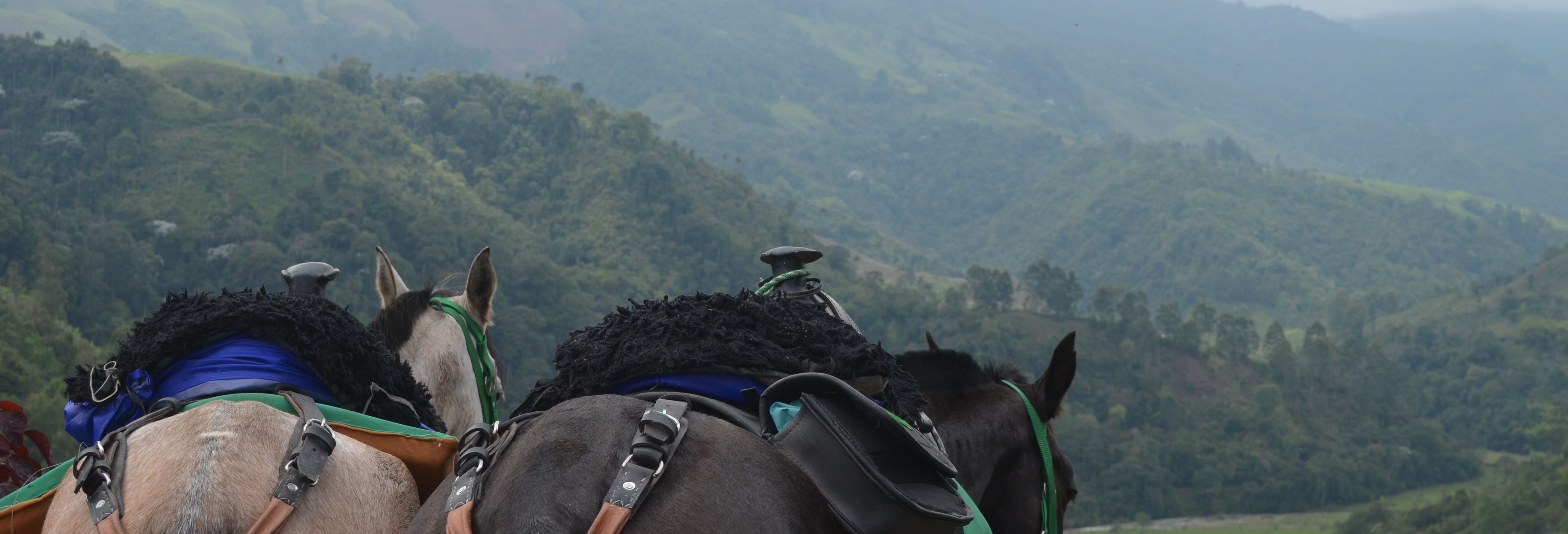 Horseback Riding in Salento