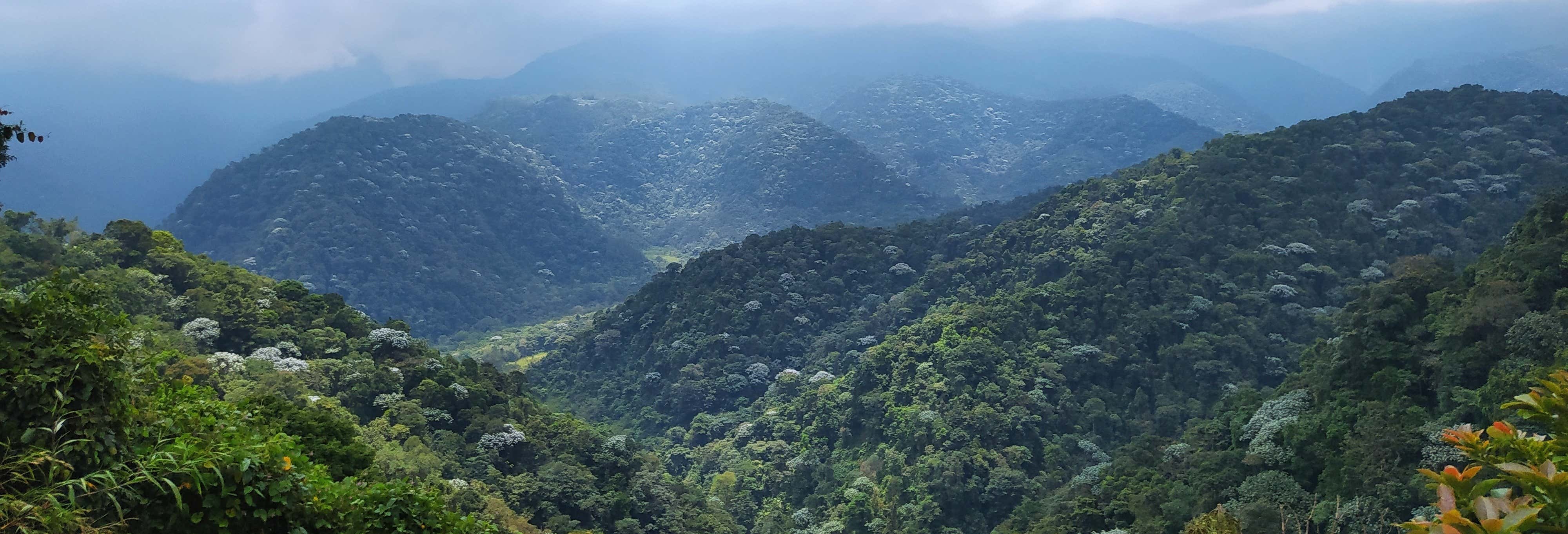 Trekking al santuario Otún Quimbaya