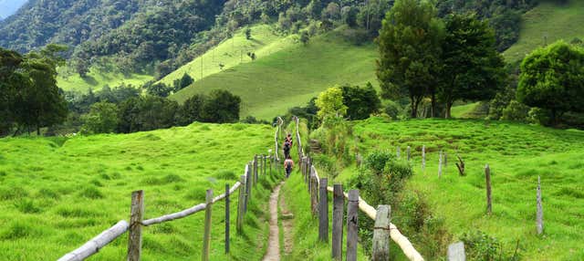 Trekking nella Valle del Cocora