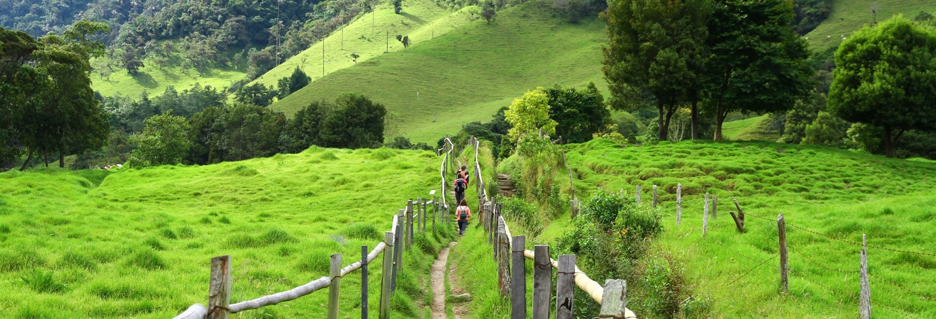 Cocora Valley Hiking Tour