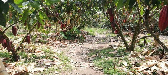 Tour del cacao nella tenuta El Argel