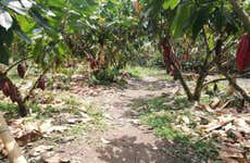 Tour privado del cacao por la finca El Argel