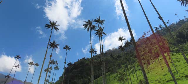 Tour di Salento e della Valle del Cocora