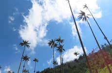 Salento & Cocora Valley Tour