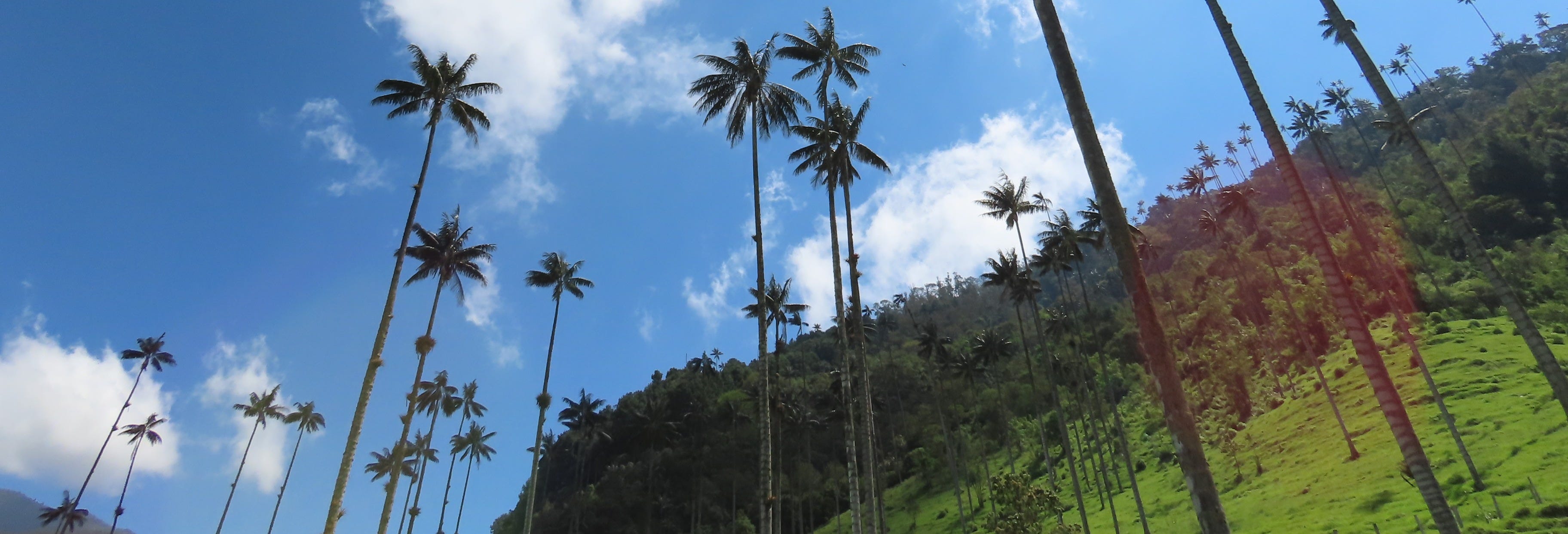 Salento & Cocora Valley Tour