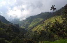 Trekking por el Santuario de la Palma de Cera de Tochecito