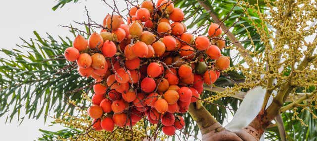Visita guidata del Centro Ecoculturale di Palma da Cera