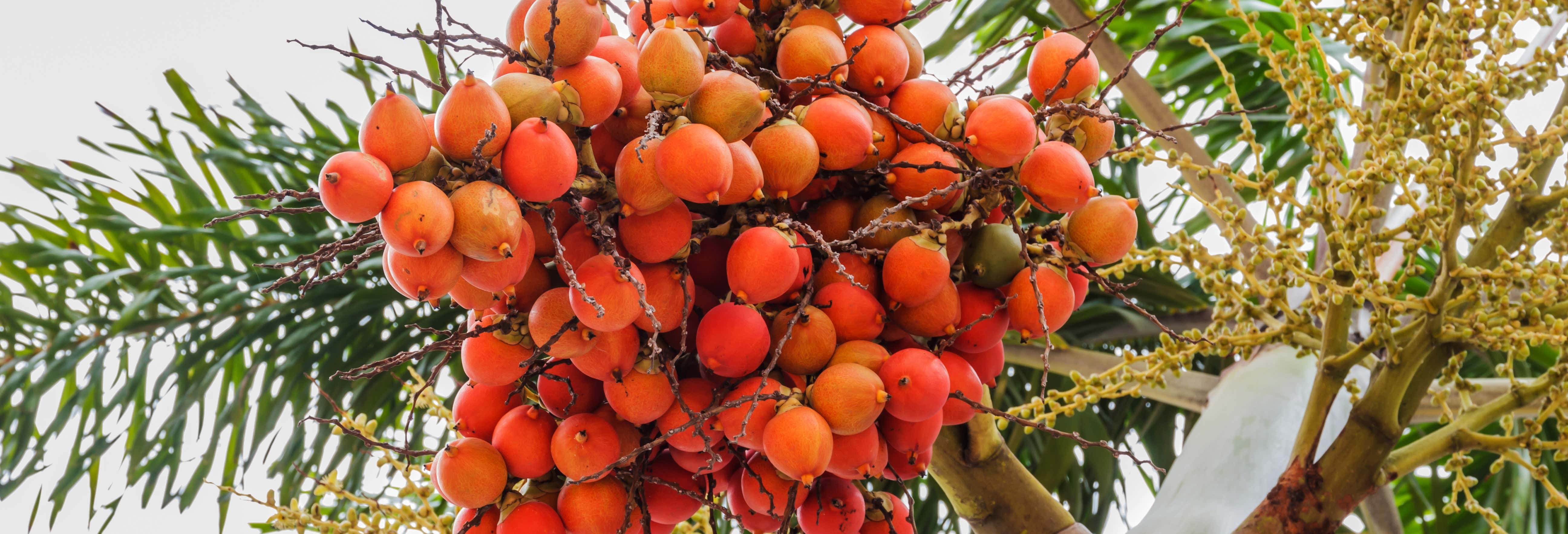 Visita guidata del Centro Ecoculturale di Palma da Cera