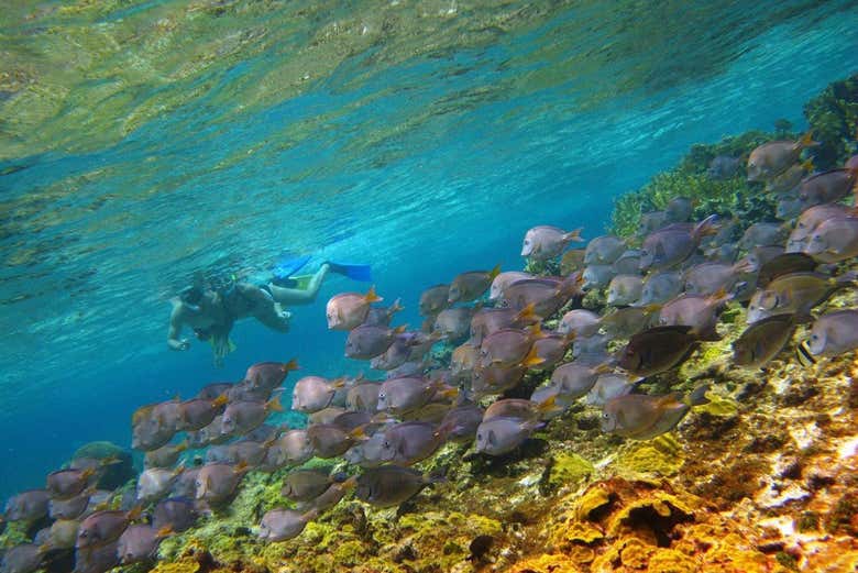 Un banco de peces en San Andrés - Un banco de peces en San Andrés