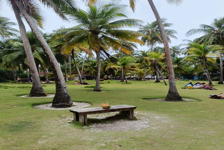 área verde  - área verde 