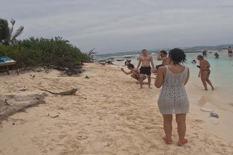 Observando a las iguanas - Observando a las iguanas