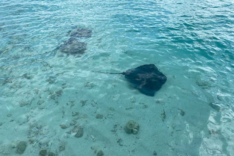 Explore the marine life of San Andrés  - Explore the marine life of San Andrés 